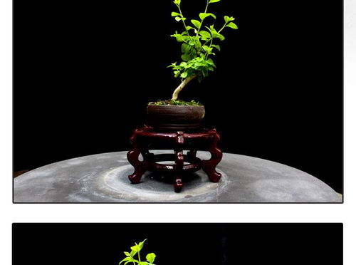 方寸間的詩意與清新 如皋紫薇微型盆景，打造桌面素雅文藝空間